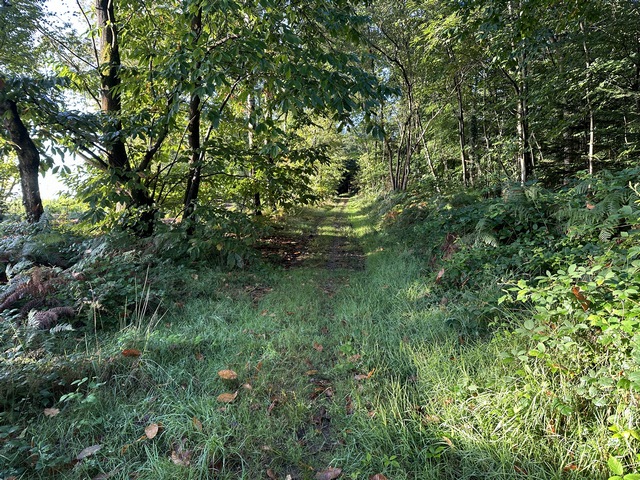 Les chemins dans le bois sont de larges allées carrossables.