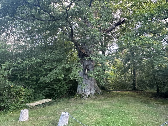 Le Chêne à la Vierge est un arbre remarquable de près de 350 ans. A la base, sa circonférence fait plus de 6 mètres. C'est un arbre magnifique, qui fut longtemps un lieu de procession.
