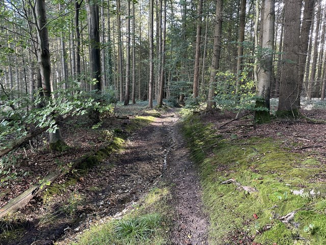 Je redescends dans le bois de la Caboche.