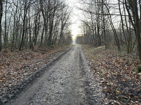 Ancienne propriété des ducs de Normandie, devenue forêt royale puis domaniale, cette forêt est surtout constituée de hêtres, de chênes et de pins sylvestres. Je commence sur l'ancienne voie qui reliait Caudebec à Louviers. On imagine les diligences, tombereaux et autres fiacres...