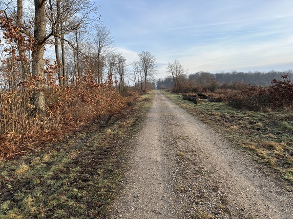 Au sommet, je tourne sur la voie forestière de Bonport. Je vais la quitter après la traversée de la route de Martot, pour tourner vers la mare du Thiel.