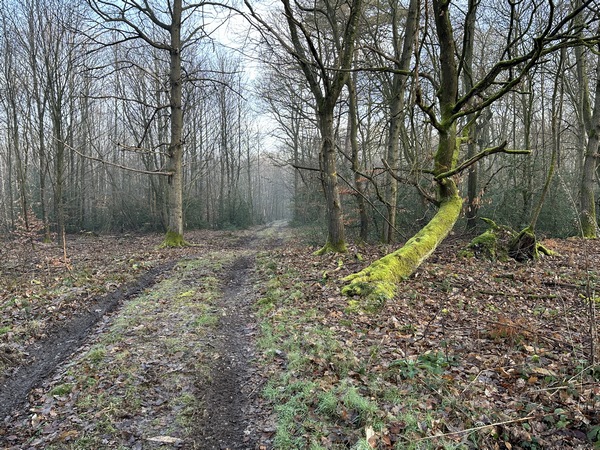 Les parcelles traversées sont assez jeunes, et c'est l'hiver... mais une balade en forêt reste toujours un moment agréable.