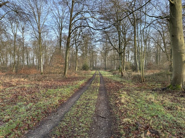 Je suis au niveau de la mare des Ecureuils, mais elle reste invisible. Peu importe, un rayon de soleil a percé, et enjolive la forêt de reliefs, de couleurs et de contrastes.