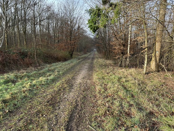 Je retrouve momentanément la voie forestière de Bonport. Je vais la quitter en prenant à droite les chemins du Sentier Pédagogique.