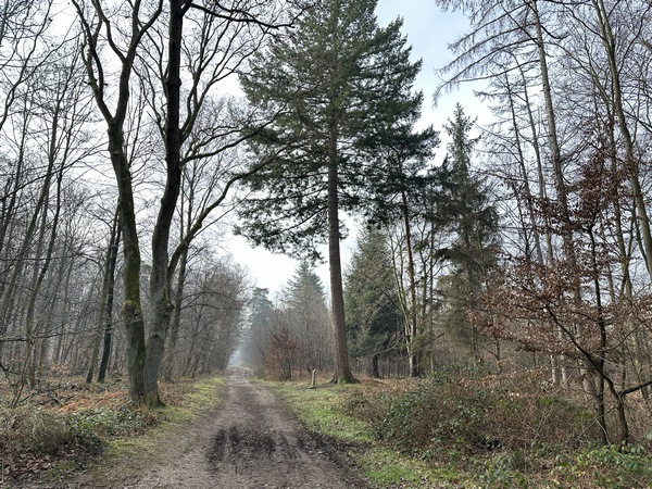 Le Sentier Pédagogique est balisé de panneaux explicatifs sur la faune et la flore de la forêt. Ici, un superbe pin Douglas.