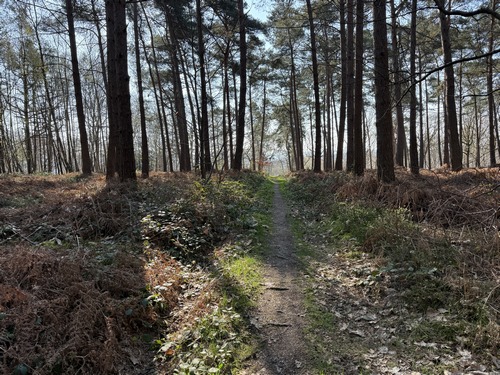 Nous quittons la voie forestière du Claquemeure pour suivre ce chemin entre les parcelles 3 et 6, vers Saint-Paul.