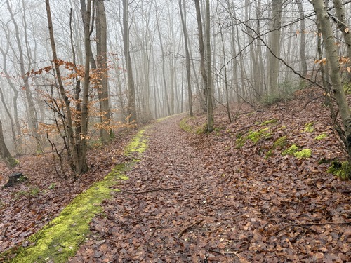 Nous retrouvons la forêt domaniale et marchons maintenant à flanc de coteau.