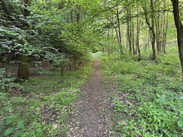 Nous suivons maintenant le chemin des Merisiers, classé Zone Naturelle d'Intérêt Ecologique Faunistique et Floristique. C'est un ancien chemin de liaison entre Hénouville et la Vaupalière.