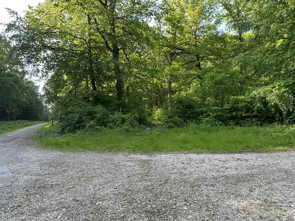 Arrivés au carrefour Saint Georges, nous allons prendre ce chemin, à droite de la route forestière des coteaux. Son entrée est discrète, mais c'est un beau chemin.