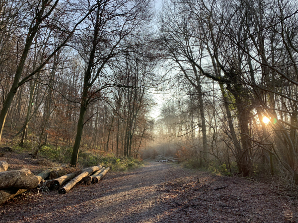 Forêt domaniale d'Eawy, route forestière du Four Coffard.