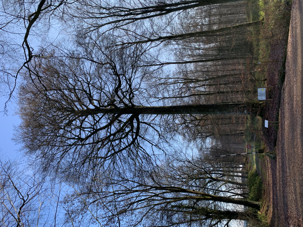 Forêt domaniale d'Eawy, le hêtre du Père Antoine, arbre remarquable.