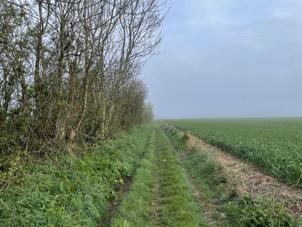 Le chemin traverse la plaine en direction du hameau de Vautuit.