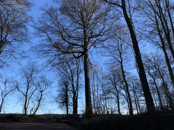 Hêtre Le Père Antoine, nommé ainsi en l'honneur d'un technicien forestier, est un arbre de plus de 230 ans et d'une hauteur de 31 mètres.