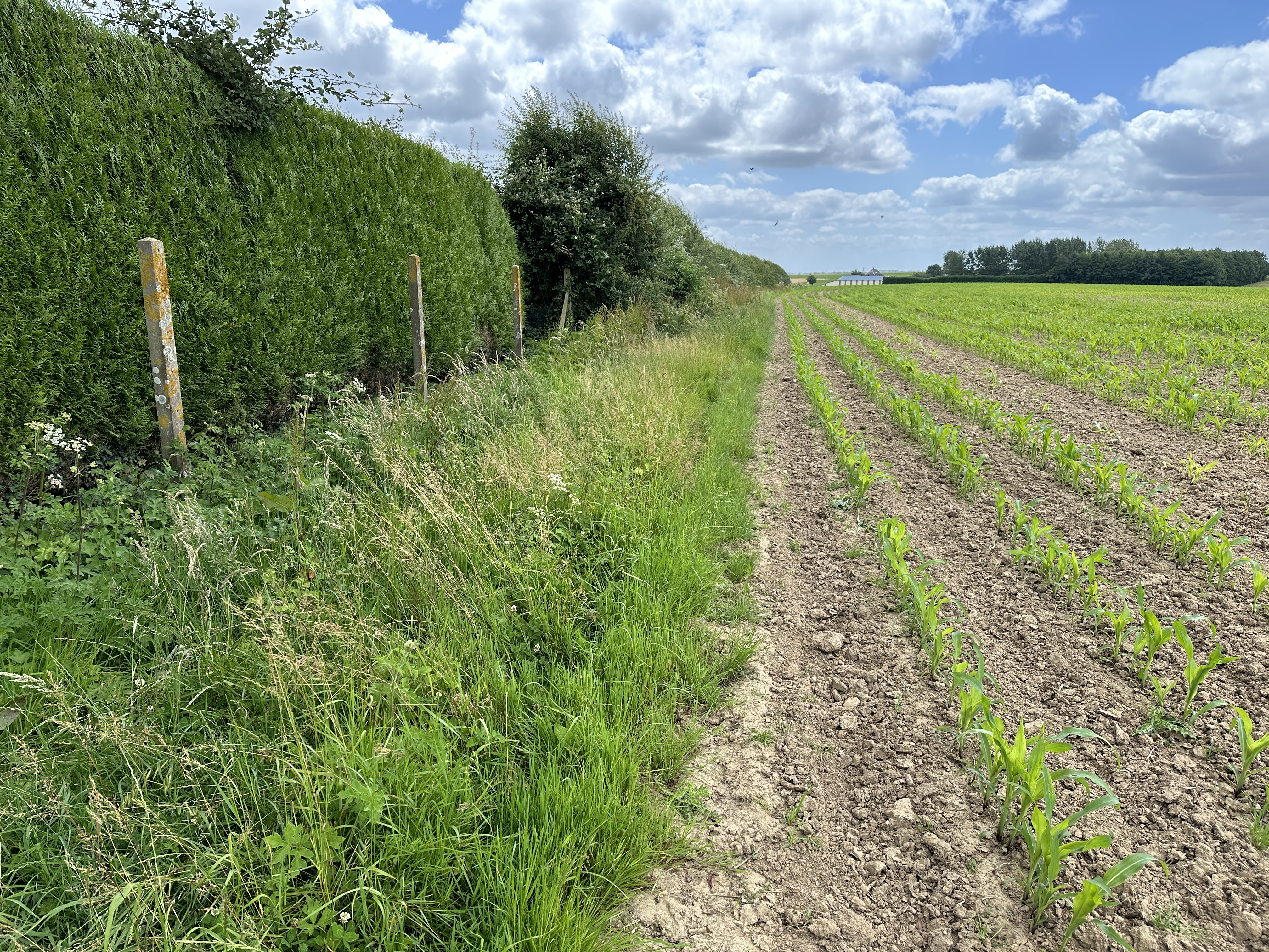 Notre premier chemin, le Chemin de la Briqueterie, est à la sortie du bourg. C'est un chemin qui manque d'entretien comme on le voit, mais il ne pose pas de problème.