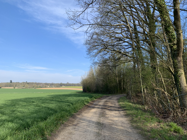 Depuis la sortie du bois de Maubuisson, nous sommes sur le GR26. Il nous conduit maintenant dans le bois de Loquerais.