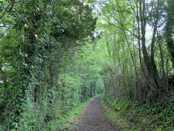 Peu après le départ, nous rejoignons le délicieux chemin (GR36) qui va nous conduire jusqu'au Pain de Sucre.