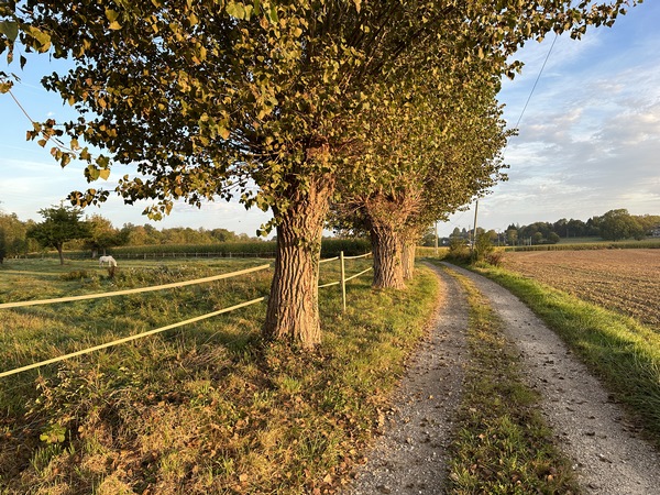 Je continue sur le chemin Marchand qui monte droit vers les Epinais.