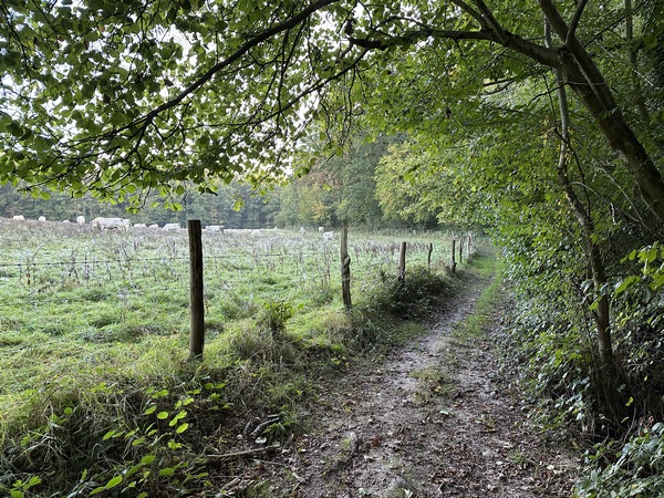 J'entre dans le bois de Bosc Renoult.&nbsp;
