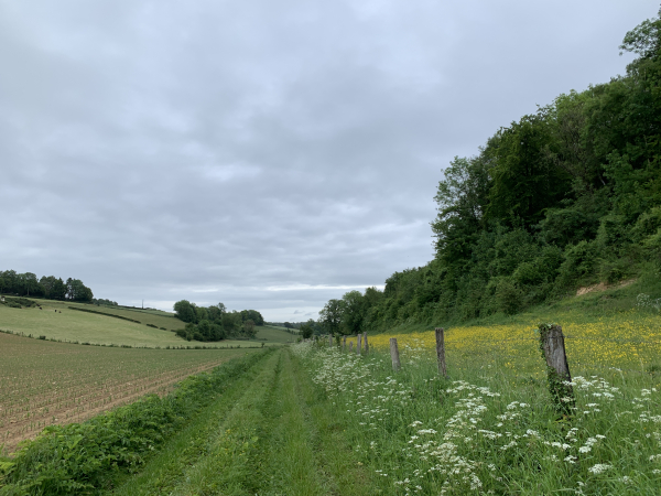 Chemin de la Source. Le bord du chemin est couvert de millefeuilles, et le champs derrière couvert de boutons d'or.