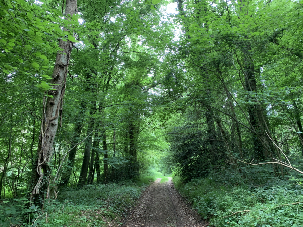 Nous traversons brièvement le bois de Campeaux avant de rejoindre le chemin de Tous Vents.