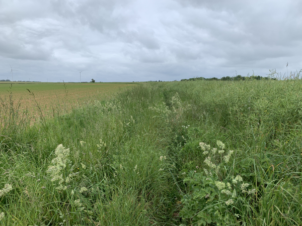 Pour éviter la D82, nous suivons le chemin de la Plaine d'Illois. Il n'est pas entretenu et les herbes sont hautes, mais rien d'insurmontable.