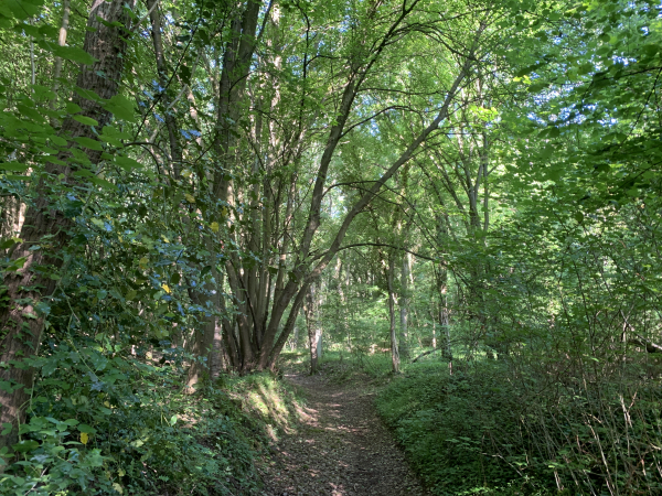 Le sommet du Malassy, contrairement à l'époque de l'oppidum ou des fortications Normandes, est désormais recouvert d'un bois.