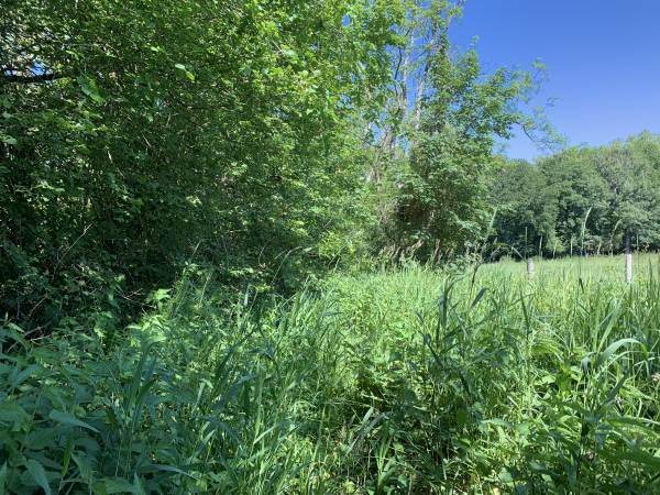 Le chemin qui rejoint les bords de l'Epte disparaît sous les hautes herbes sur 100 mètres environ. Rien d'insurmontable, mais il est peut-être plus facile d'éviter ça en choisissant le chemin qui longe les Prés Corbon.