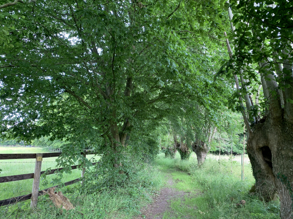 A peine descendus nous avons quitté le GR224 RG et sommes remontés sur le plateau à la Buissonnière, par un chemin bordé de charmes dont l'ancienne taille en têtard est encore visible.