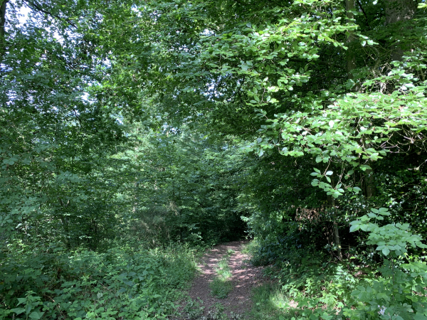 Après les petites routes, nous retrouvons les chemins à la Douve-aux-Agneaux. Nous descendons ici dans le bois de la Salle.