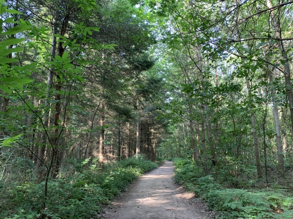 Nous reprenons notre itinéraire dans les bois. Nous ne sommes pas loin de la Chapelle-du-Bois-des-Faulx.