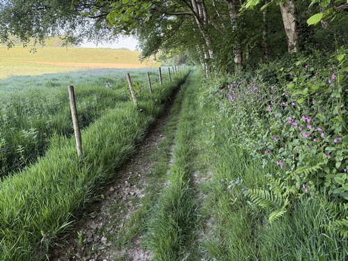 Le chemin suit un long vallon au pied d'un coteau boisé.