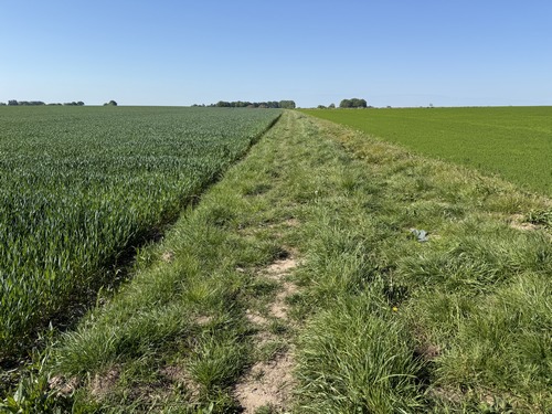Au sommet, nous pouvons quitter la route départementale et suivre ce chemin qui traverse la plaine agricole.