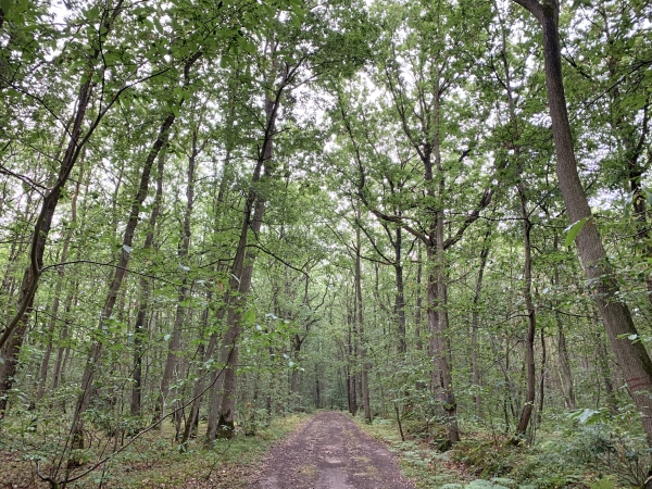 Bois communal de Brillehaut.
