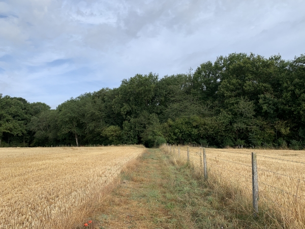 Nous allons entrer dans le bois de la Mare Sangsue.