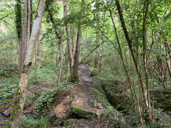 Le chemin est un peu bousculé par un ruisseau dont la source est à la lisière du bois.