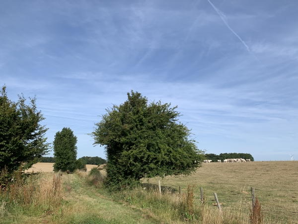 Regard arrière sur notre chemin qui relie la plaine d'Auppegard au moulin d'Hermanville.