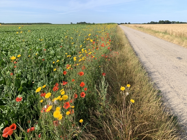Nous suivons la petite (et déserte) D123 en direction d'Hermanville. La route est bordée de coquelicots, de dents-de-lions (pissenlits), de silènes (compagnons blancs) et de cardamines des prés.