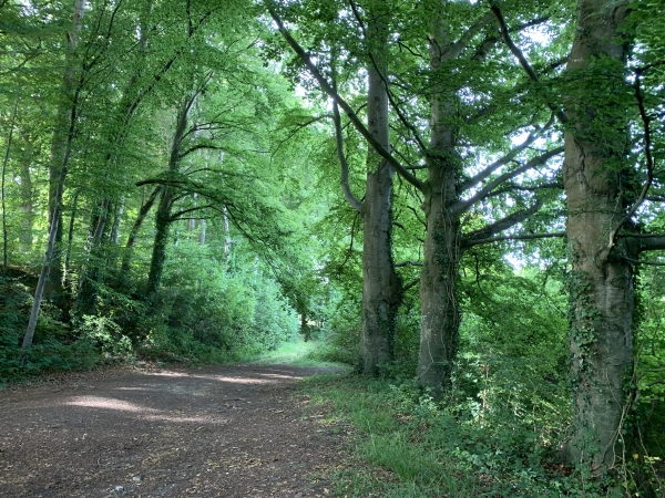 Nous retrouvons les bois du coteau de la Vienne. Nous évitons Hermanville et restons sur le coteau boisé.