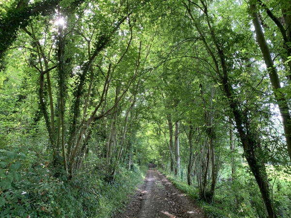 Nous suivons le long et agréable chemin d'Ablemont aux pieds de Mont-Candon.