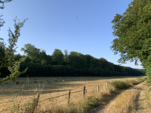 Nous prenons le chemin en direction de la forêt de Brotonne, le long des terres de l'ancien prieuré.