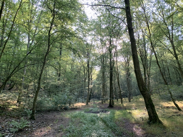 La forêt est sèche, nous passons par les chemins. En période humide, nous restons sur les grandes allées jusqu'à la route forestière de Jumièges.