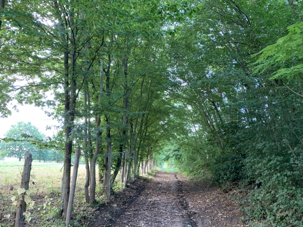 Nous montons en lisière du bois de la Fontaine.