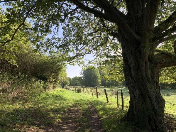 Chemin de la Petite Vallée. En regardant cette photo en grand format sur l'album de la rando, vous verrez un héron se poser derrière les boeufs.