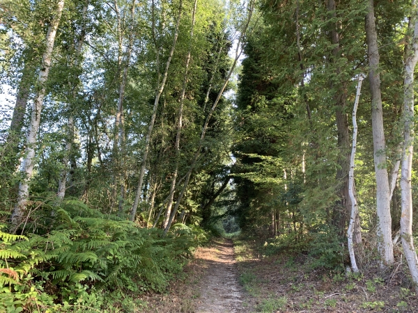 Forêt domaniale de Roumare, route forestière du Val.