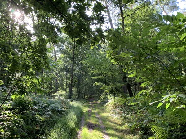 Nous longeons Montigny et rentrons à Canteleu par la route forestière de St-Jean.