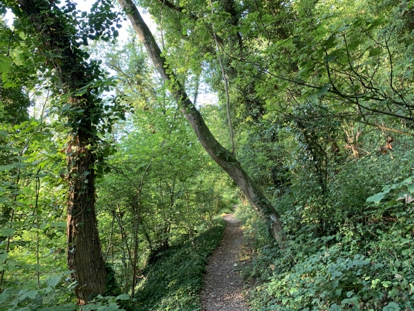 Nous sommes dans le Bois Bagnères, toujours sur le GR25b, balisé de rouge et blanc.