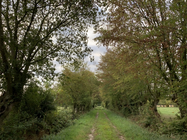 Chemin dans les marais de La Ferté-Saint-Samson. Nous ne sommes pas loin du tristement fameux Mont-aux-Fourches, lieu d'exécution des criminels sous l'ancien régime.