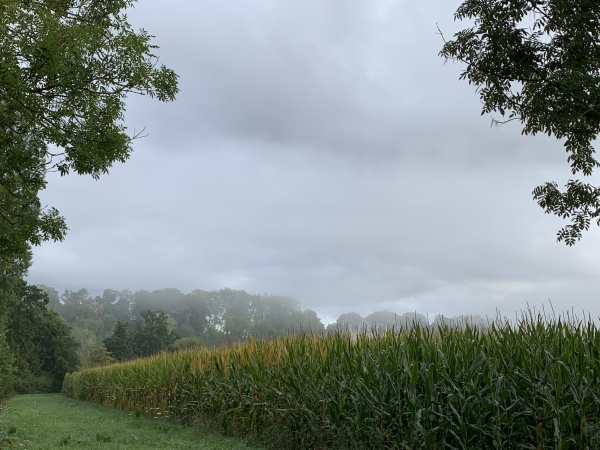 Un peu plus loin, nous nous écartons un peu du chemin, pour découvrir le château à partir d'un point que nous connaissons. Raté ! Le maïs est trop haut ! Je vais donc ajouter, après cette photo, une photo de 2012 prise au même endroit.