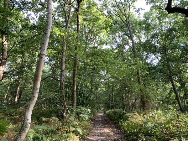 Nous sommes sur la colline et traversons le bois de Canteleu (Chante loup).