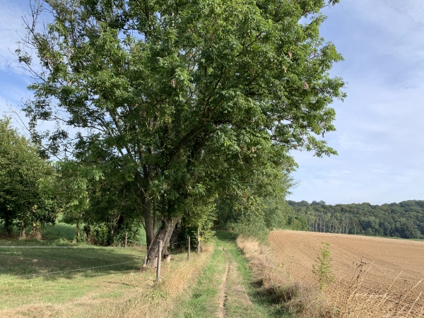 Nous descendons vers le vallon de la Ravine, aux pieds du bois de Caumont que l'on voit en arrière plan.